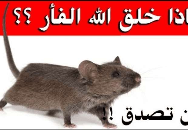 لماذا خلق الله الفئران ؟