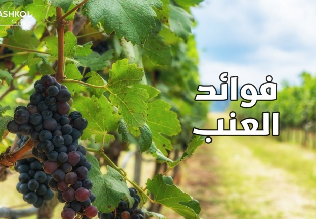 فوائد العنب