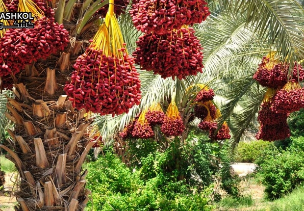 فوائد البلح الاحمر